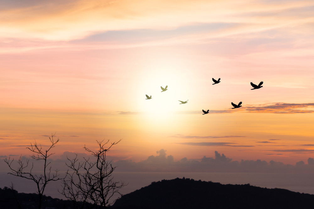 Pronađeno hiljade mrtvih ptica, nema odgovornih za pomor!?