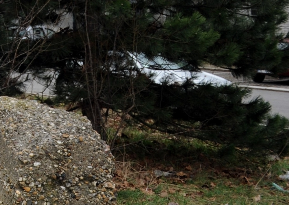 Žbunje i drveće ih zaklanjalo, ali sve se VIDELO i ČULO!