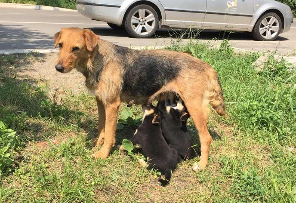 Oni sisaju, vozila koče, vozači sviraju! Ovoj porodici je potrebna naša pomoć (FOTO, VIDEO)