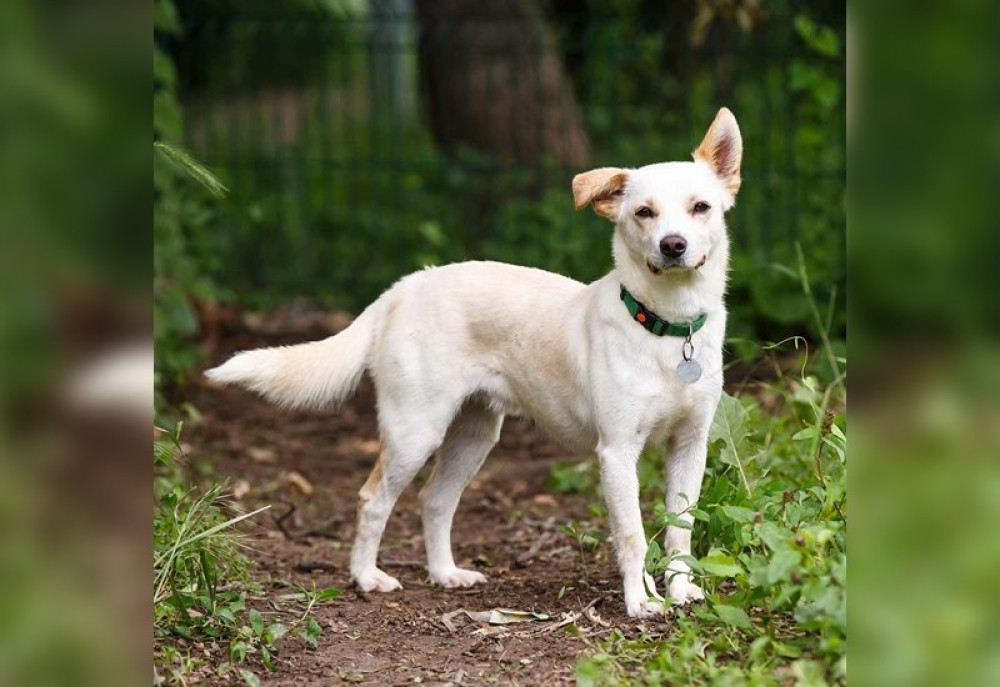 Ovo je psić najslađeg imena i jedva čeka vlasnika da ga pozove po njemu! Dugo je patio, a sada mu treba samo jedno (FOTO, VIDEO)
