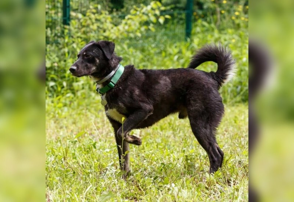 Dok čeka svog spasioca, on spasava druge! Sada je svima potreban udomitelj (FOTO, VIDEO)