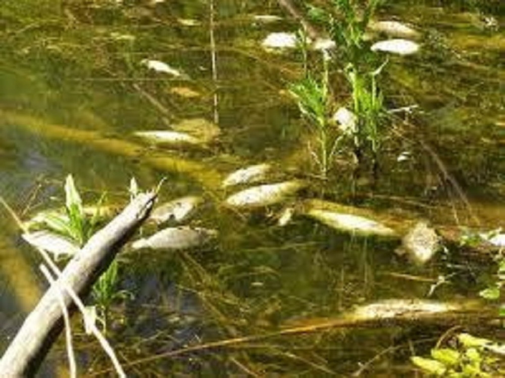 Tone mrtve ribe pluta rekom, prizor kao u horor filmu! Najgore se tek očekuje!