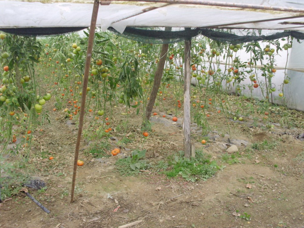 Grad veličine lešnika uništio voćnjake, drvo palo na Zorana i Nadicu! Šteta ogromna! (FOTO)