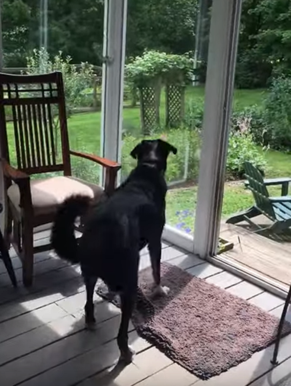 Zbunjena ptica je uletela u kuću gde je dočekao pas, a njegova reakcija će vas ODUŠEVITI (VIDEO)