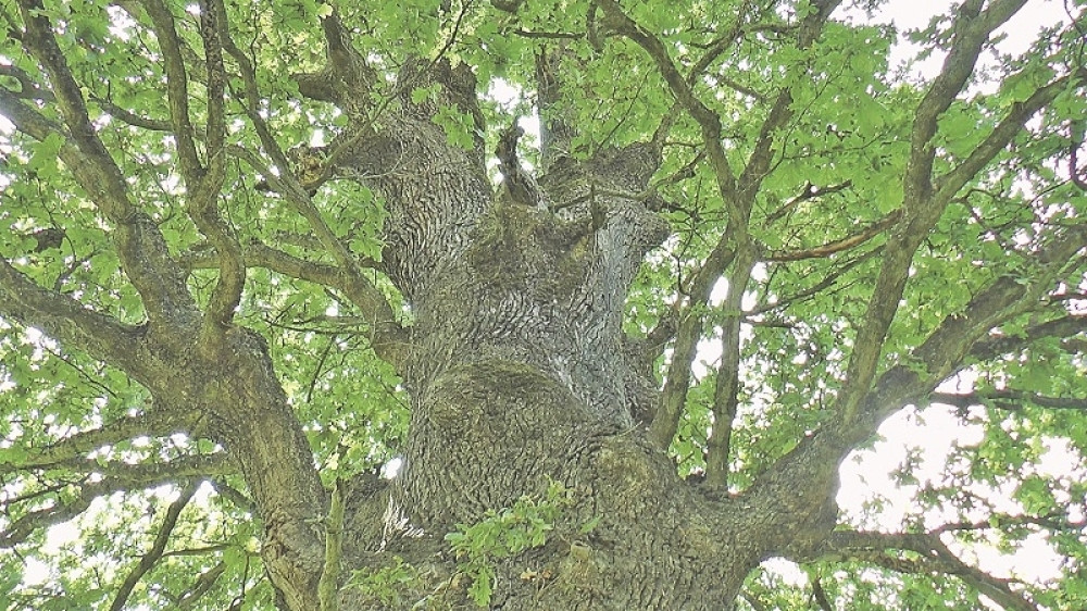 Treba biti strpljiv, ali se isplati čekati! Simbol je dugovečnosti i snage, a njegov plod vredi zlata!