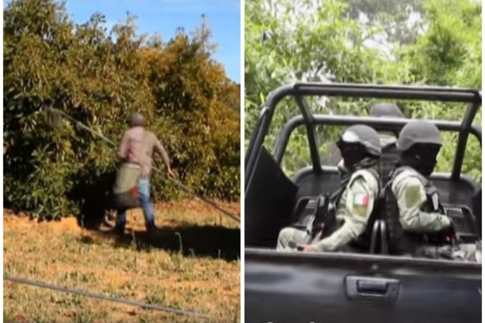 Šokantan preokret, mislili da je zbog kokaina, a onda otkrili! Ubijaju se ZBOG VOĆA KOJE SVI JEDEMO!