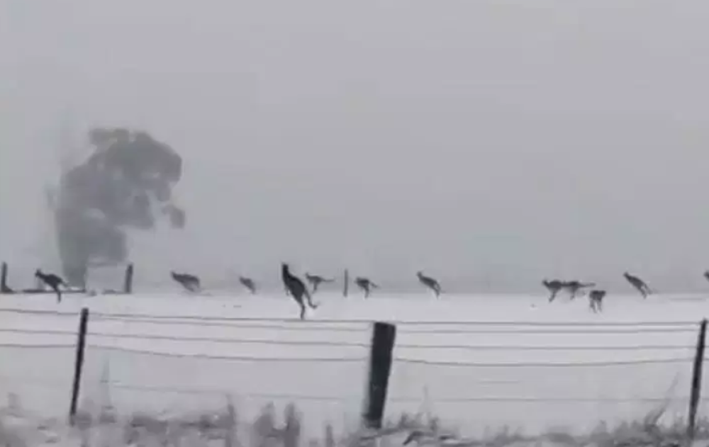 Ovo ni Tarabići nisu predvideli! Stotine kengura poludelo kada su videli šta je palo! (VIDEO)