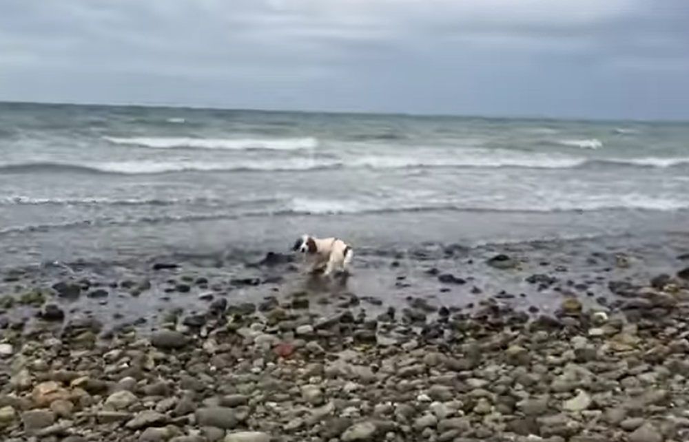 Pas Leja se zatrčala ka moru i počela da laje iz sve snage! Vlasnik je prišao i zatekao tužan prizor, a onda se dogodila magija! (VIDEO)