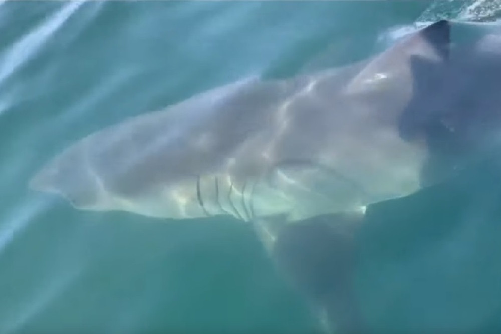Kada je hteo da skoči u vodu, ugledao je peraja! Šok prizor na pučini, zabranjeno kupanje na nekoliko plaža (VIDEO)