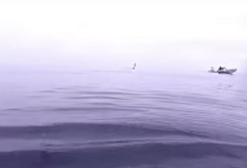 Ronilac ušao u more, a onda ga je dočekao beli gospodar! Sve je snimljeno kamerom! (VIDEO)