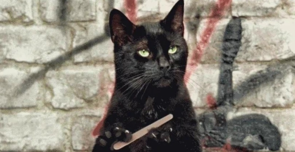 Crne mačke privlače udvarače, novac i sreću, a oduvek smo mislili da su UKLETE!