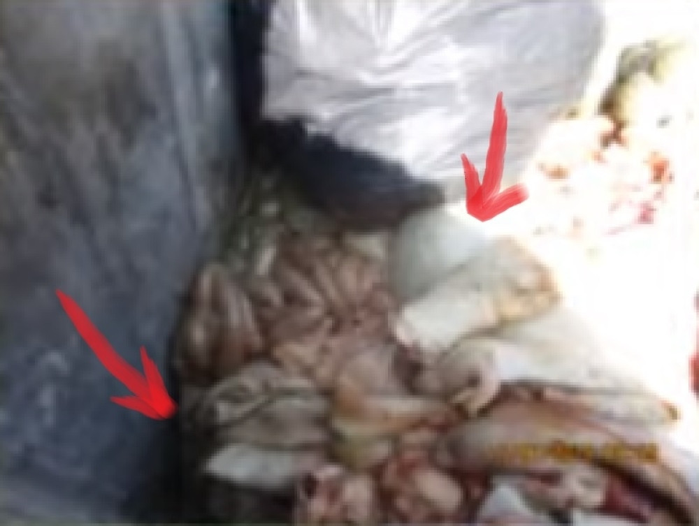 Na omiljenom izletištu njuške i papci! Pokrili ih kartonom, misle da se ne vidi (VIDEO)