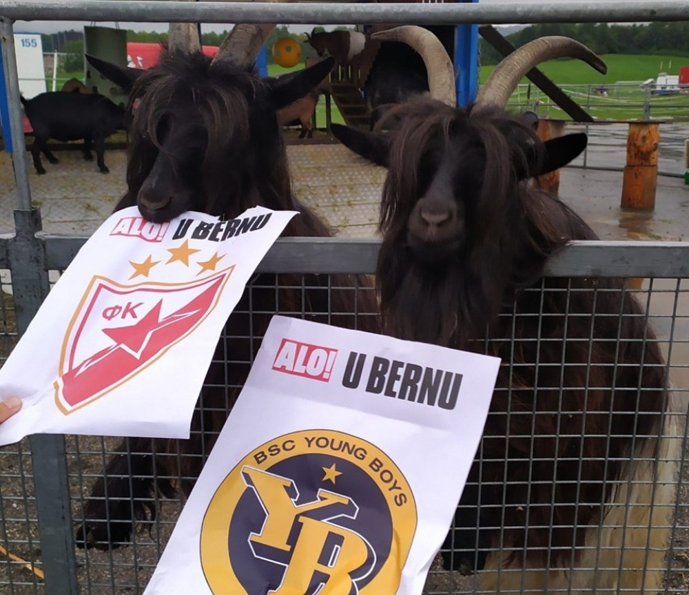 Pre pola godine posumnjali su da bi koze mogle da pomognu, danas slave sami sebe!