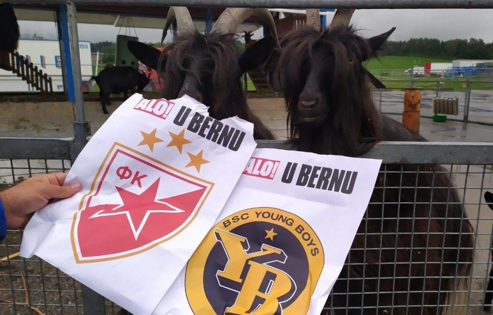 Koza Alpina prognozirala: evo ko pobeđuje Zvezda ili Jang Bojs! (VIDEO + FOTO)