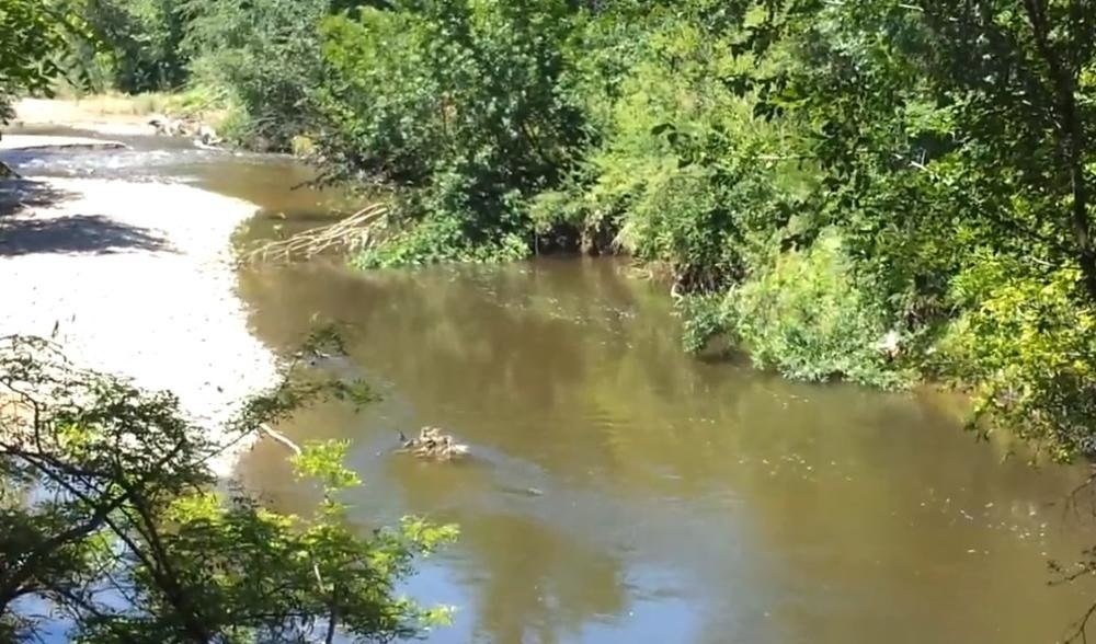 Devojčica (11) je začula vriske i zatekla jezivu scenu!