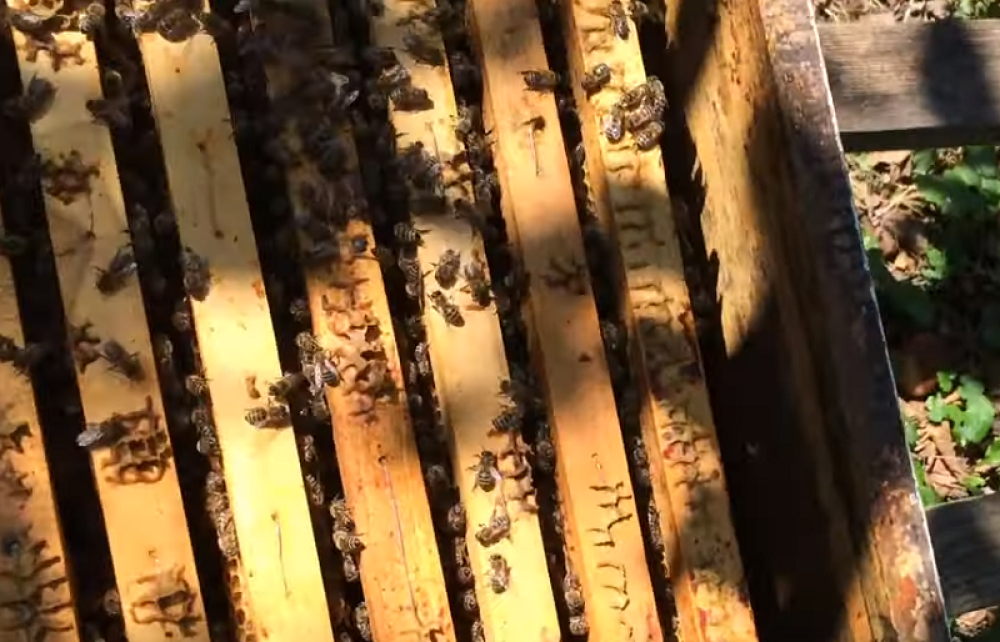 Med počeo da im curi po zidovima soba, a onda su u potkrovlju otkrili koloniju od 30.000 pčela