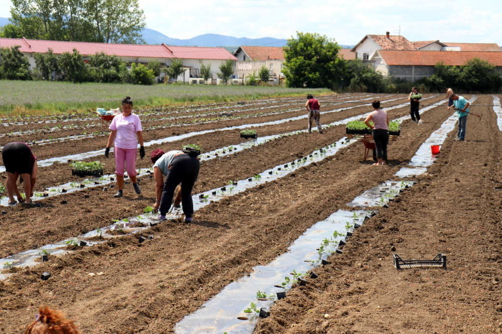 Danijela iz sela kod Topole u bašti pronašla krompir koji je meštane ostavio u čudu