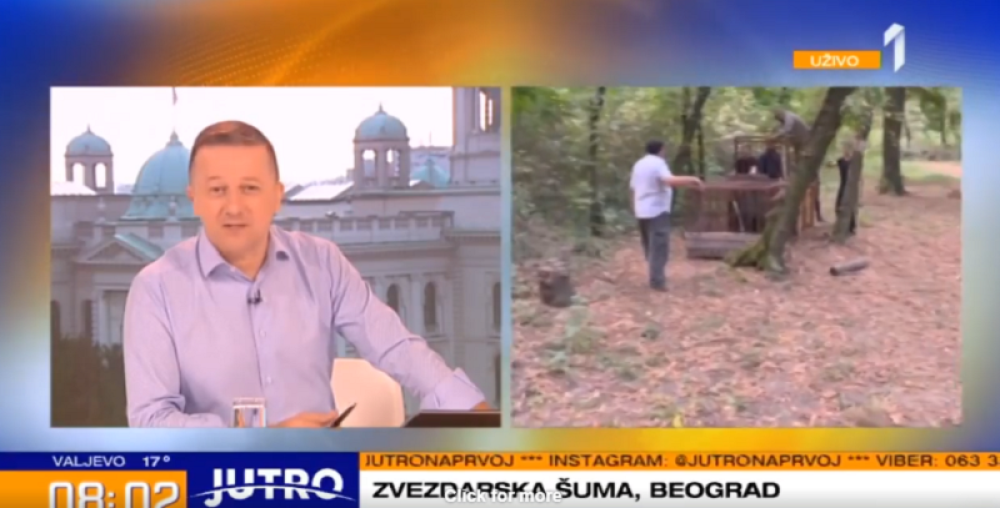 Građani uživo u Jutarnjem programu gledali zver koja je prestravila ceo grad! Ima 130 kg!