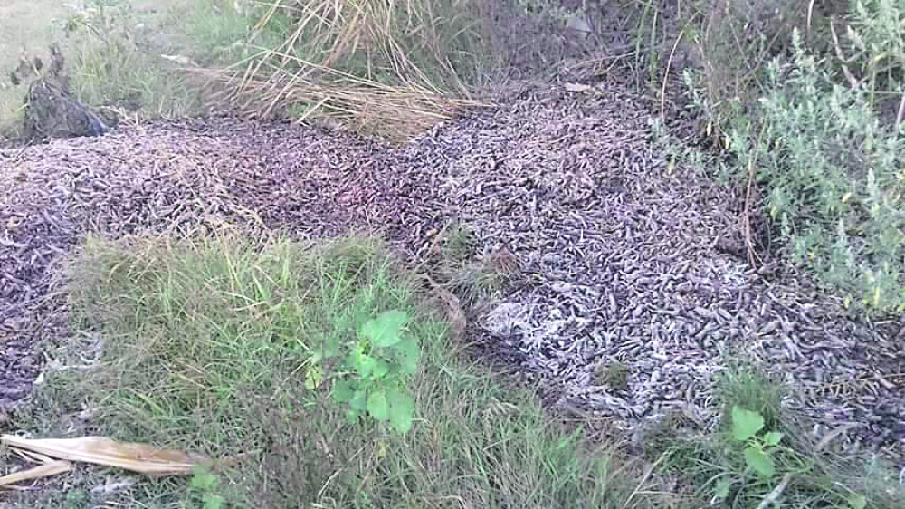 Meštanima se povraća od prizora i smrada! (UZNEMIRUJUĆI FOTO)