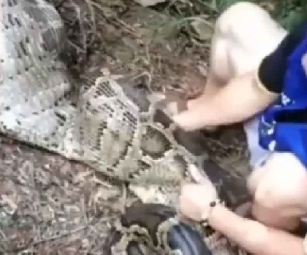 Koza nestala sa imanja, pastir je pronašao u utrobi pitona! A onda mu sat vremena pomagao da je povrati (VIDEO)