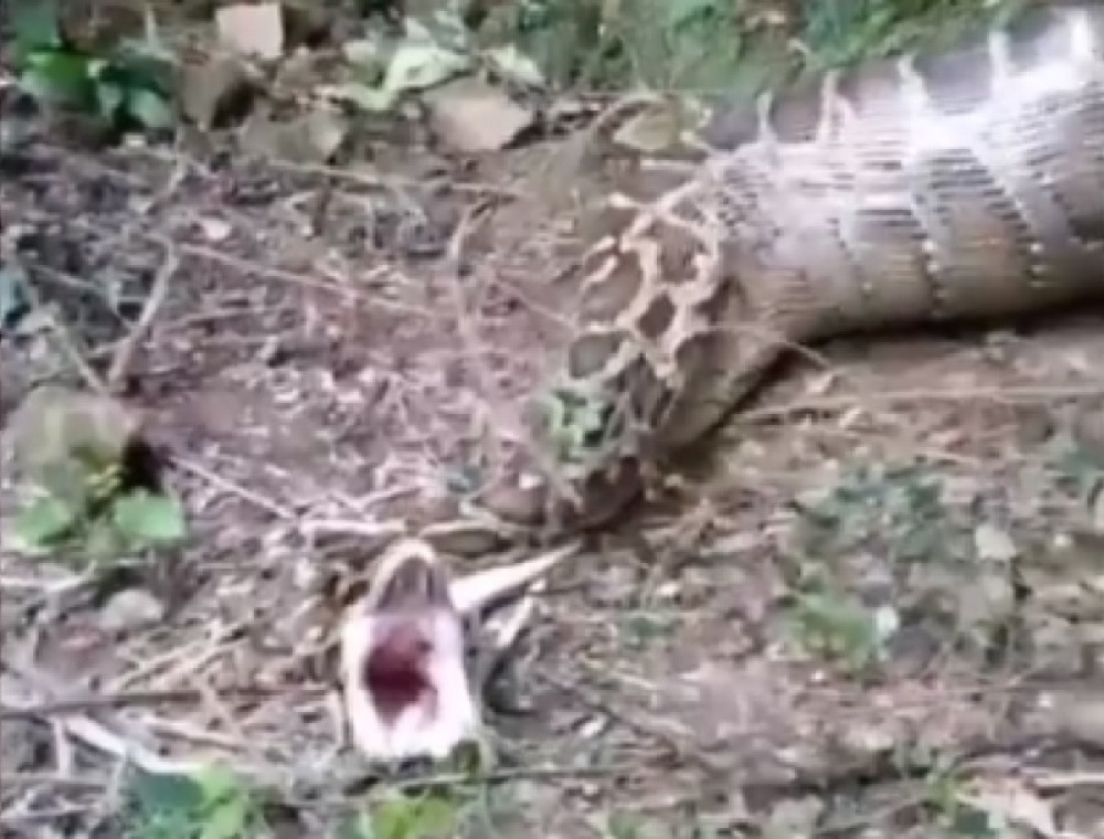 Ugledali zmiju sa dve glave, veruju da je to božji znak