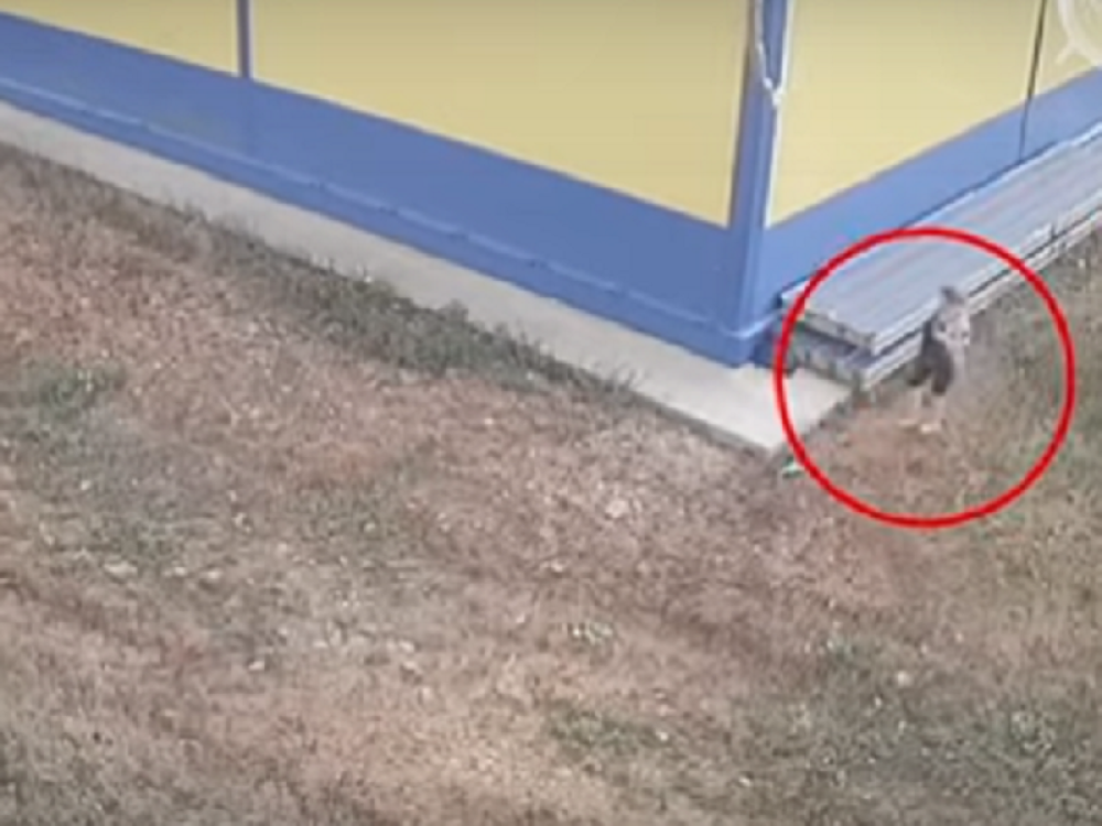 Pojavio se snimak majke koja ostavlja tek rođenu živu bebu u kesi! (UZNEMIRUJUĆI VIDEO)