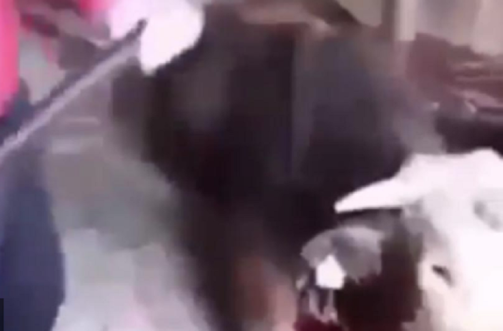 Horor u Srbiji! Macolom razbijao glavu kravi! Krv prskala na sve strane! (UZNEMIRUJUĆI VIDEO)