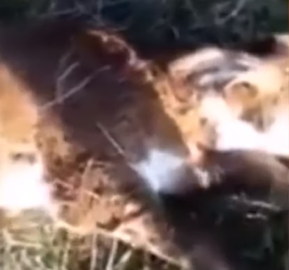 Tele sa ljudskim licem leži na senu! Ubrzo po snimanju desila se smrt (VIDEO)