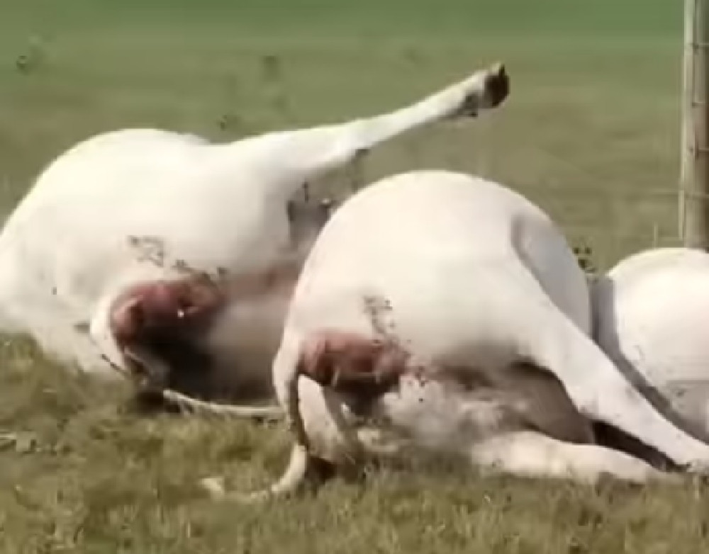 I krave i telići nepomično leže, sve jedno do drugog. Kada ih je snimio, shvatio je šta im se desilo (VIDEO)