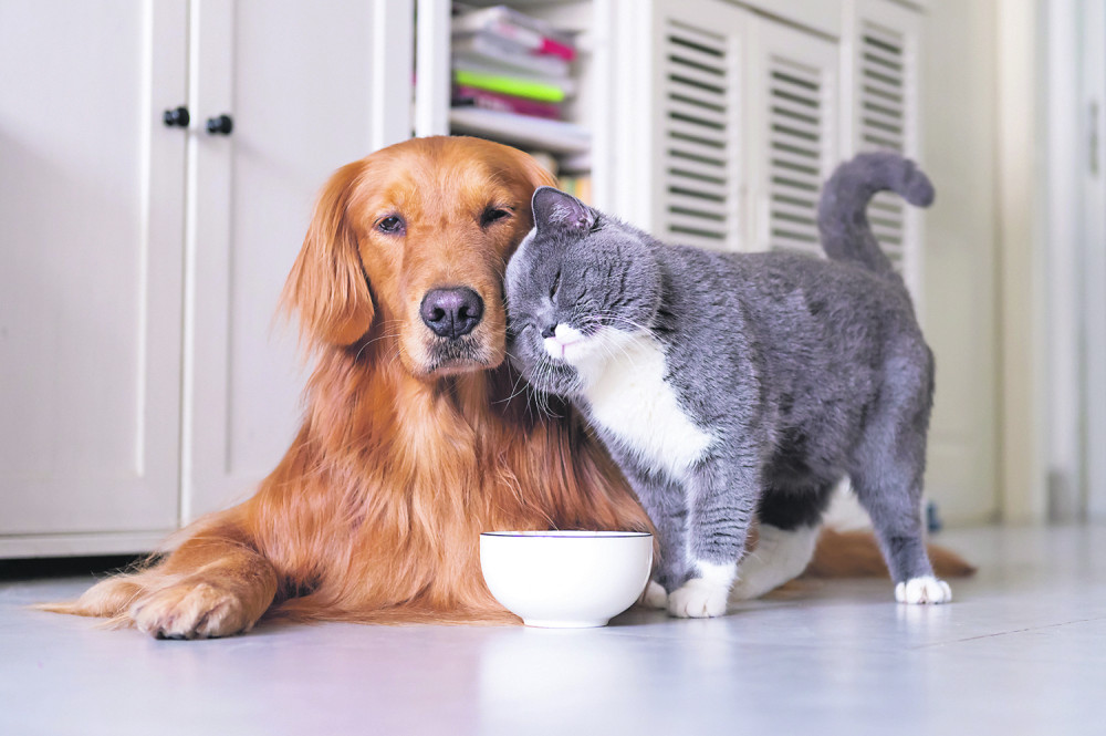 Naši ljubimci nose bakteriju koja za ljude može da bude pogubna!