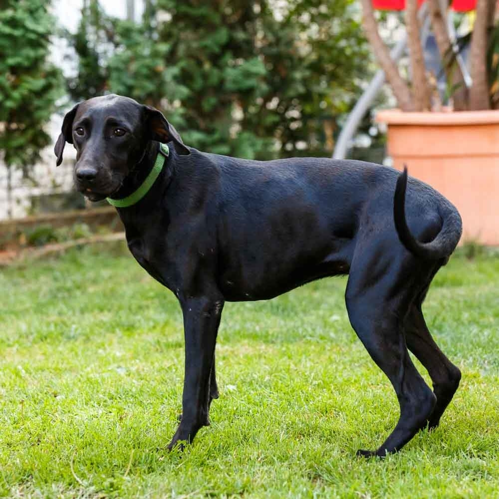 Ona je umiljati ljubimac koji traži vašu ljubav, a za uzvrat ćete dobiti vernost do kraja života!