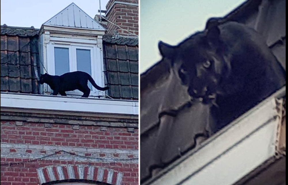 Izašao na prozor na krovu, kada je video šta mu šeta po simsu odmah je zvao policiju! (FOTO, VIDEO)