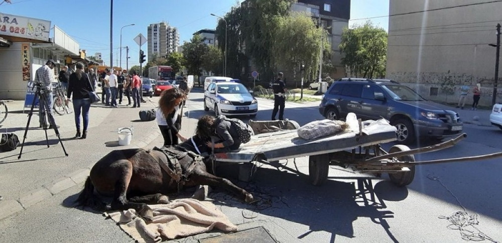 Ubili više od 80 konja!