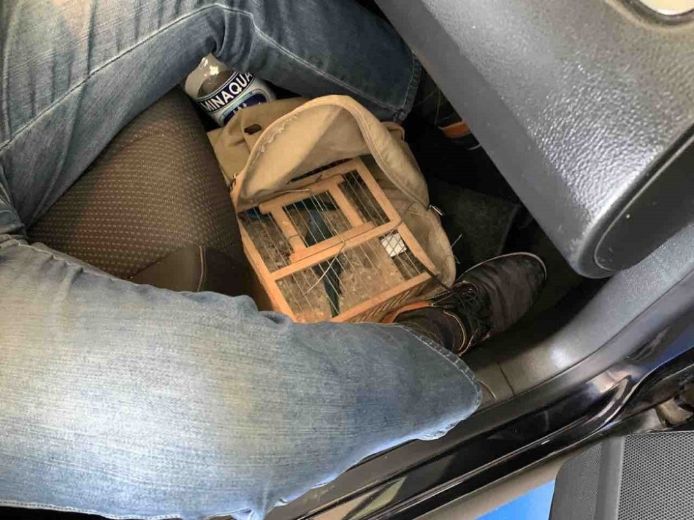 Penzioner uhvaćen u švercu papagaja na Horgošu!