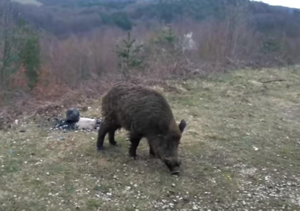 Ugledao sam senku i čuo šuškanje lišća, a onda sam pucao!
