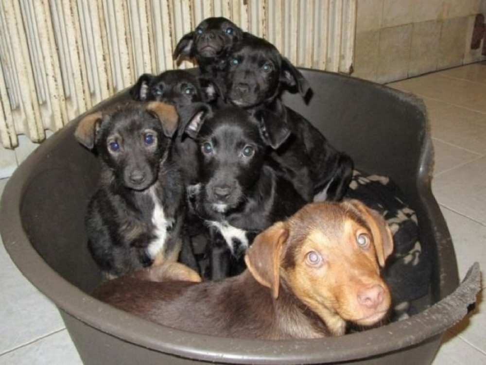 Velika humanitarna akcija - DA SVAKA NJUŠKA BUDE SITA!