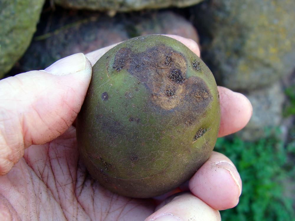 Proklijali krompir odmah bacite, inače ćete ozbiljno narušiti zdravlje