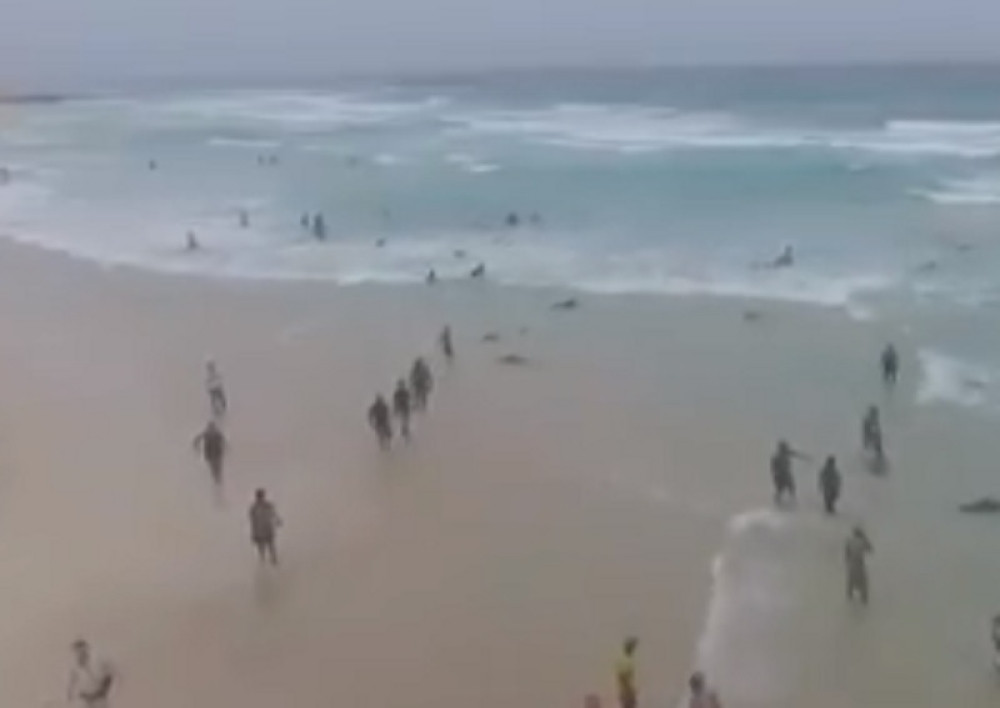 Niko ne zna razlog! Uzorci iz leševa zamrznuti, čekaju se stručnjaci da reše misteriju (VIDEO)