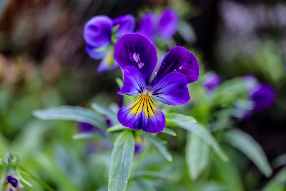 Ljudi obrali ljubičicu sa planine! Procvetali prvi vesnici proleća - u jesen!