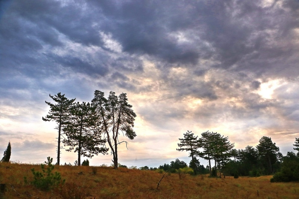 Preživeli smo smrdibube i komarce, sada stiže 10.000 novih štetočina, i mnogo su veće! (FOTO)