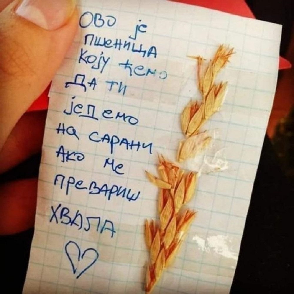 "Ovu pšenicu ćemo ti jesti na sahrani, ako me prevariš!"