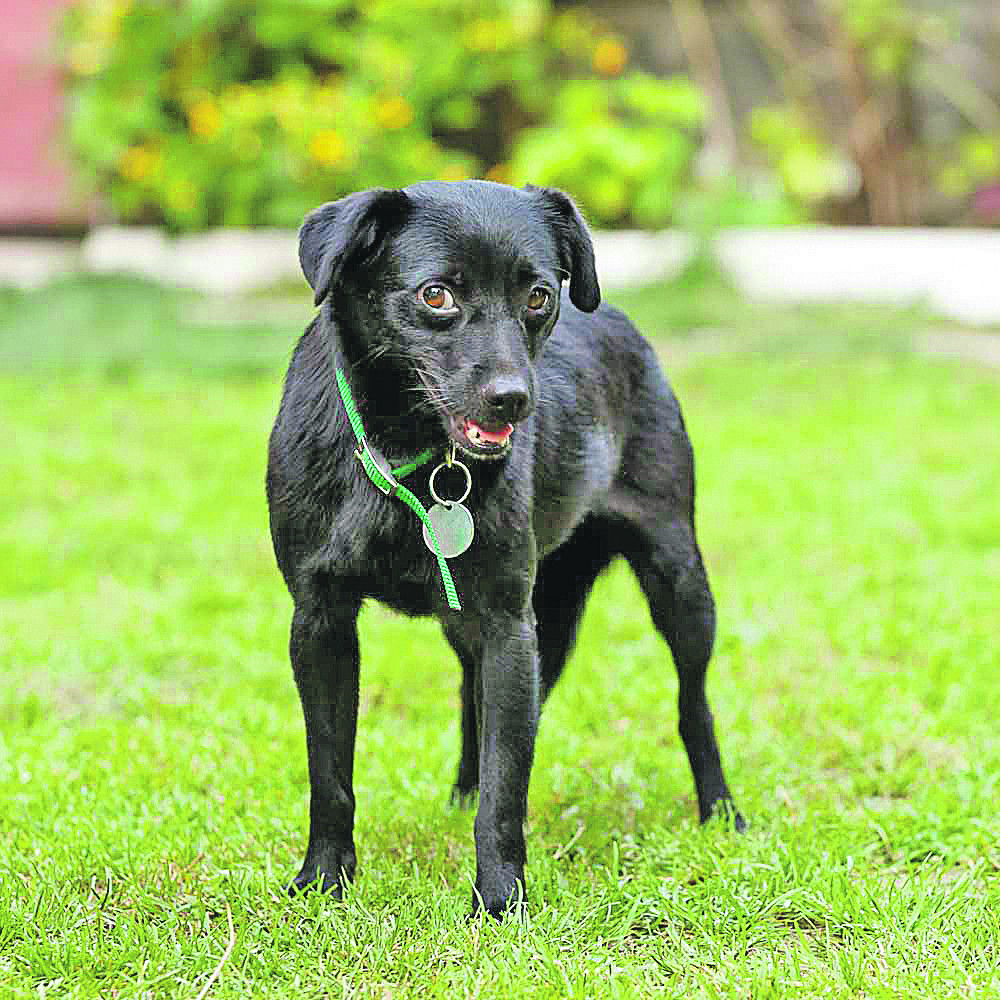 Garici je potrebna vaša ljubav! Za sve ljude dobrog srca koji žele milo kuče, ona je tu!