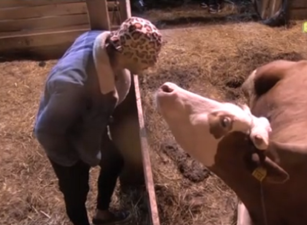 Filip prišao kravi, a onda usledio šok! Odleteo dva metra! (VIDEO)