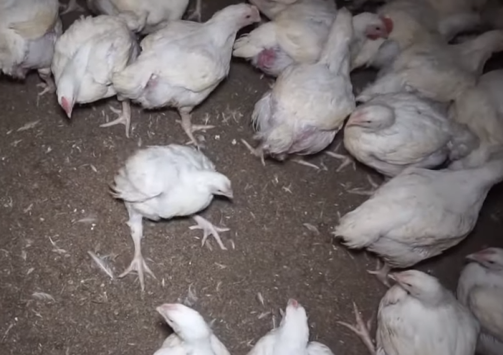 Brži rast pilića dovodi do oštećenja na nogama, srcu i plućima