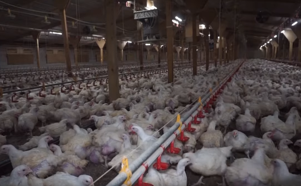 Isplivali horor snimci sa farma za masovni uzgoj pilića! Evo šta jedemo po fast food restoranima (UZNEMIRUJUĆI VIDEO)