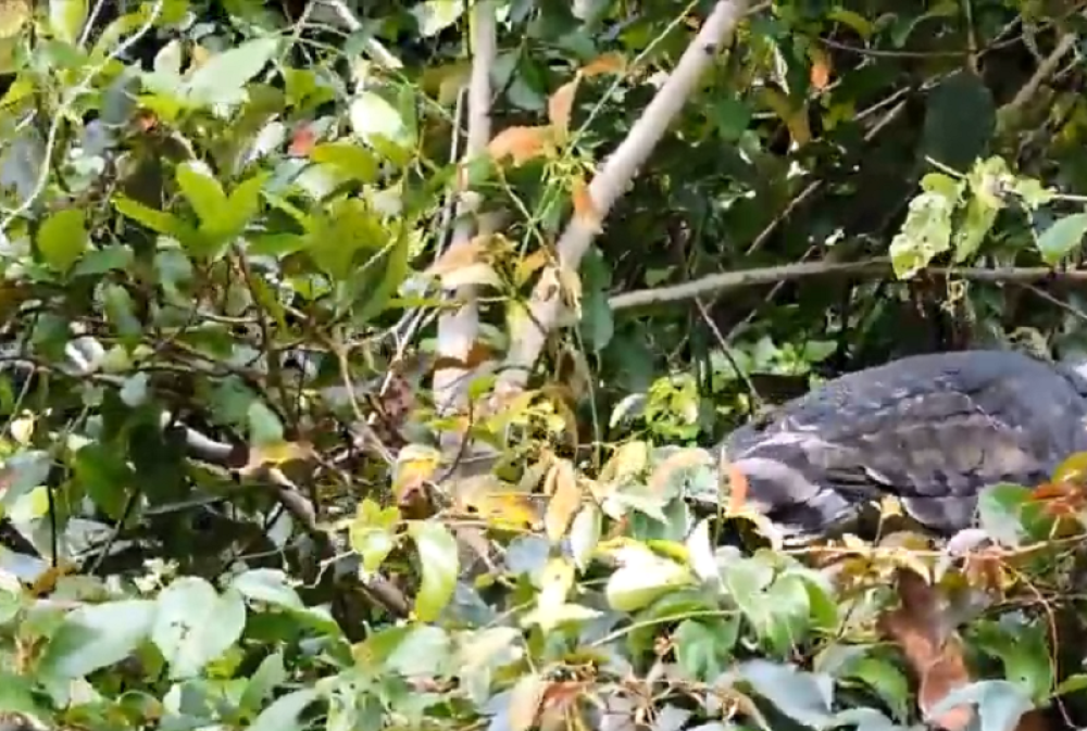 Premrli biste od straha da ga vidite uživo u šumi, a kamoli u mraku (FOTO/VIDEO)