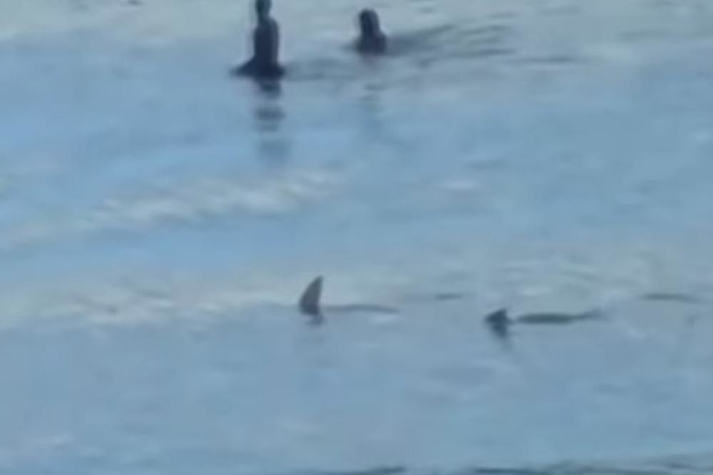 Dečaku ajkula odgrizla ruku, a vodiču nogu!