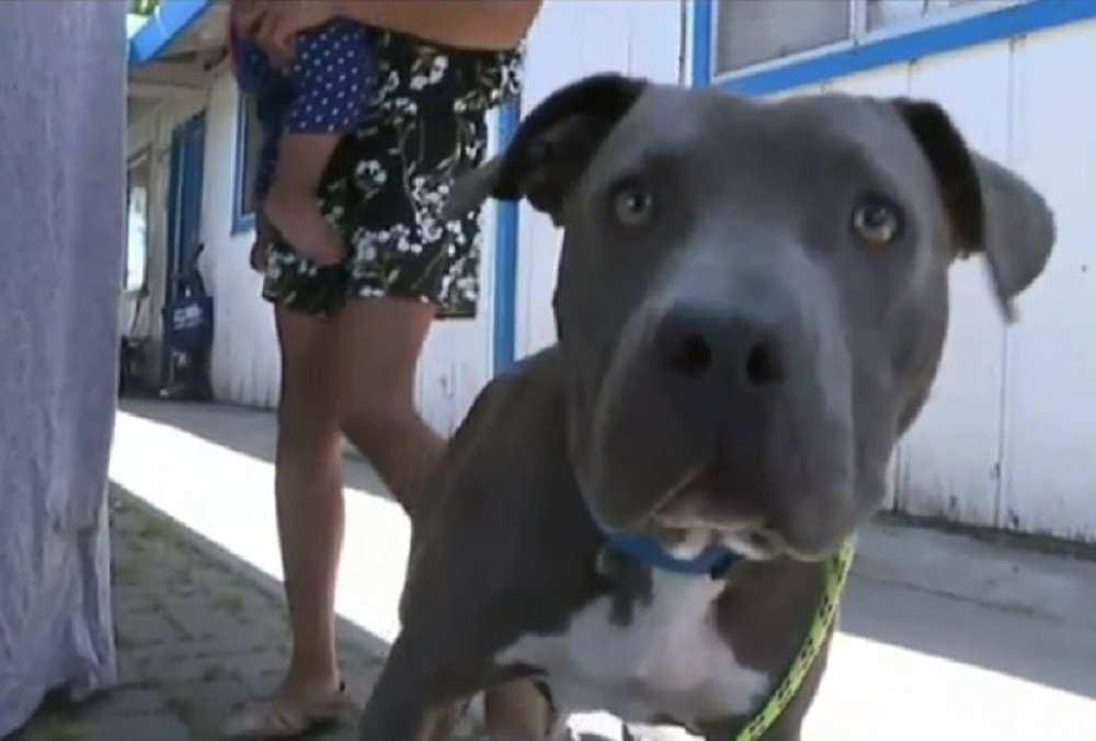 Ženka pitbula uznemireno budila gazdaricu, kada je otvorila oči našla se u samom paklu: Dugujem joj život svoga deteta (VIDEO)