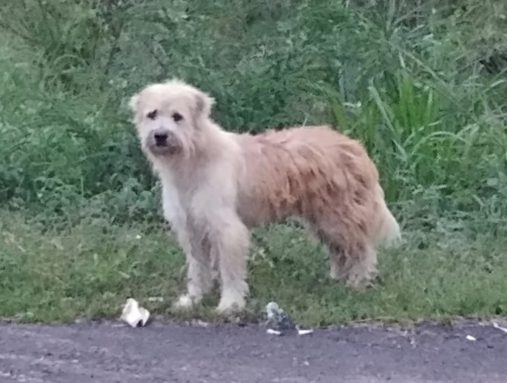 Kada su ga konačno pronašli pas je uradio nešto što niko živ nije očekivao!