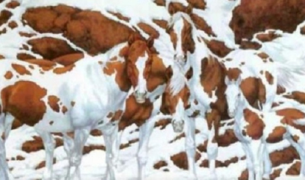 Koliko konja ima na slici, možete li da ih prebrojite? Niko ne može da da tačan odgovor